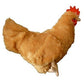 Adore 12" Standing Buffy The Hen Chicken Plush Stuffed Animal Toy