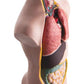 hand2mind 19 Inch Tabletop Human Torso Model, Anatomically Accurate Kit, 10 Removable Human Organs, Anatomy Model for Kids, Human Anatomy Torso Model