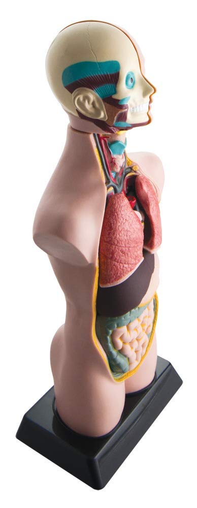 hand2mind 19 Inch Tabletop Human Torso Model, Anatomically Accurate Kit, 10 Removable Human Organs, Anatomy Model for Kids, Human Anatomy Torso Model