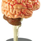 Learning Resources Brain Model - Anatomy and Science Classroom Must Haves, Neuro Health and Human Body Model, STEM Study Tools, Back to School Kits