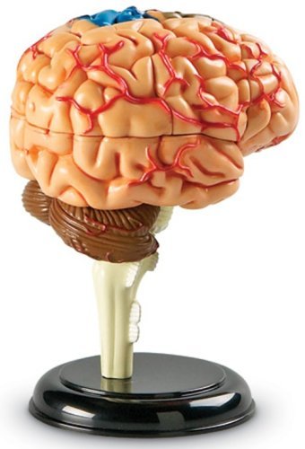 Learning Resources Brain Model - Anatomy and Science Classroom Must Haves, Neuro Health and Human Body Model, STEM Study Tools, Back to School Kits