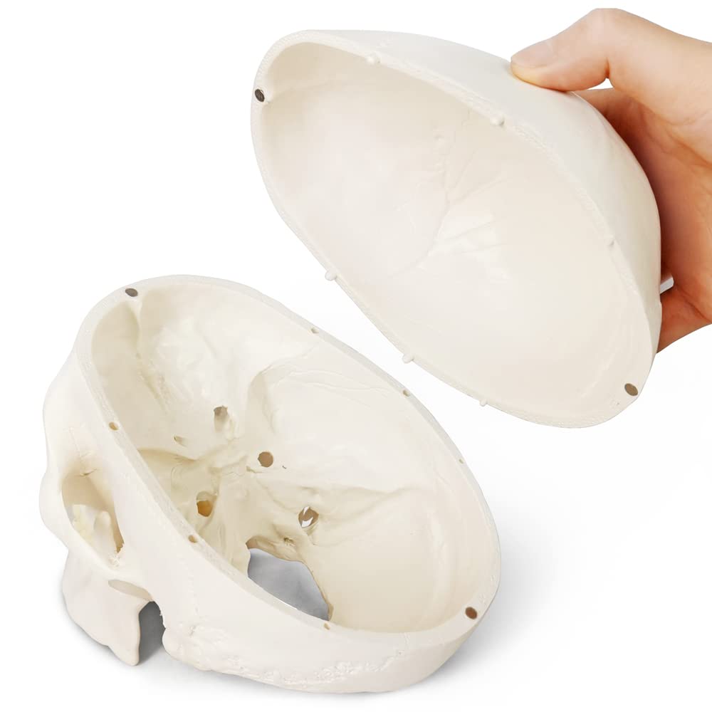 Merinden Skull Model, Human Skull Anatomy Model, Life Size 3-Part Plastic Skull Model with Removable Skull Cap and Articulated Mandible and Teeth