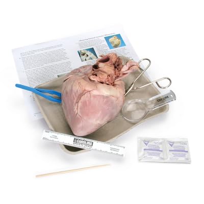 Carolina's Young Scientist Heart Dissection Kit - Hands-On Pig Heart Dissection | Ideal for Teaching Heart Anatomy