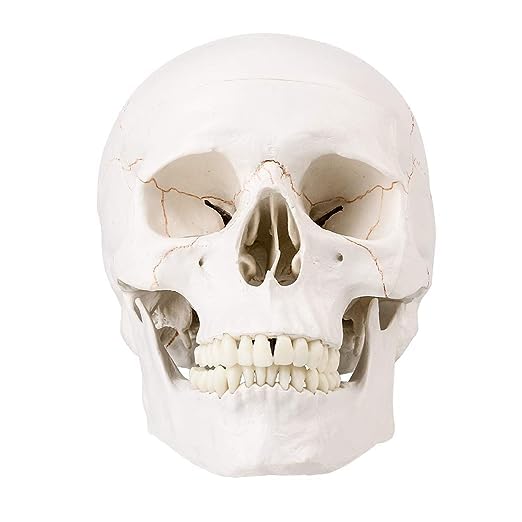 RONTEN Human Skull Anatomical Model with Line, Life Size, White/Off-White PVC Skull, 3-Part (Calvaria, Base, Mandible), Medical Education & Teaching