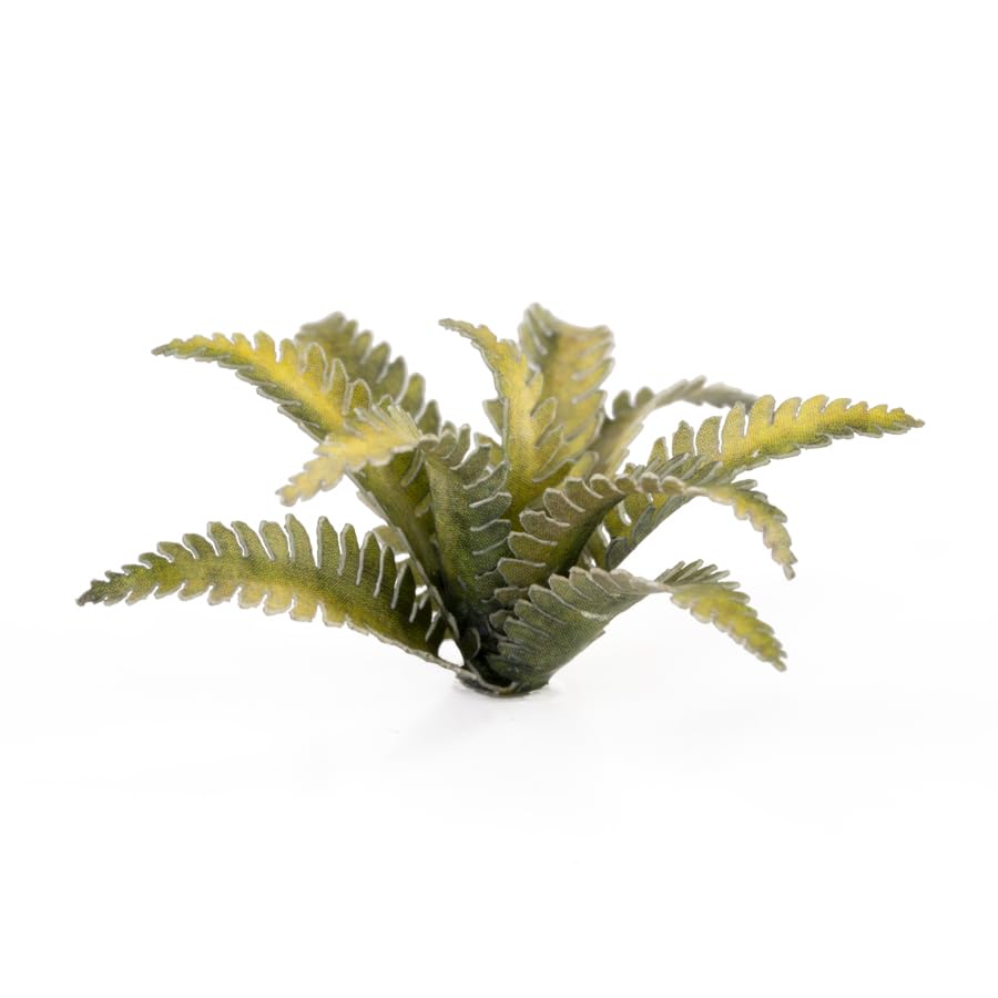 Deer Fern