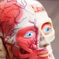 4D Vision Human Head Anatomy Model