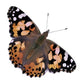 Insect Lore Two Cups of Live Caterpillars - 10 Live Painted Lady Caterpillars with Food - Includes Bonus Butterfly Life Cycle Figurines - Refill
