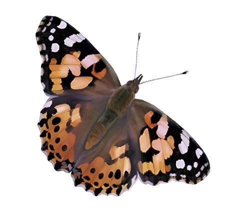 Insect Lore Two Cups of Live Caterpillars - 10 Live Painted Lady Caterpillars with Food - Includes Bonus Butterfly Life Cycle Figurines - Refill