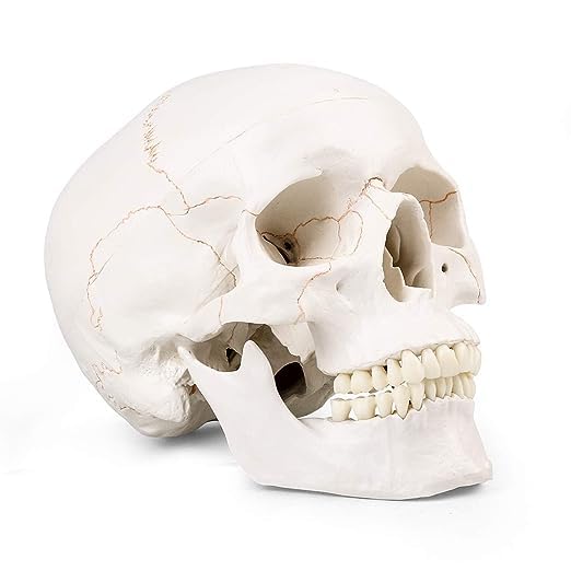 RONTEN Human Skull Anatomical Model with Line, Life Size, White/Off-White PVC Skull, 3-Part (Calvaria, Base, Mandible), Medical Education & Teaching