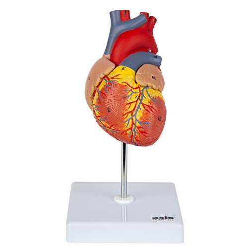Axis Scientific Life-Size Human Heart Model