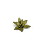 Gamers Grass - Laser Plants - Dumb Cane