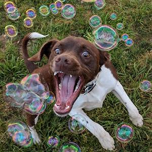 Cheese Scented Bubbles for Dogs! 8 oz Bottle of 100% Non Toxic Dog Bubbles. Tear Free!