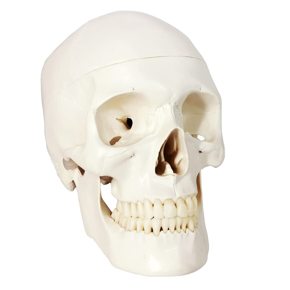 Merinden Skull Model, Human Skull Anatomy Model, Life Size 3-Part Plastic Skull Model with Removable Skull Cap and Articulated Mandible and Teeth