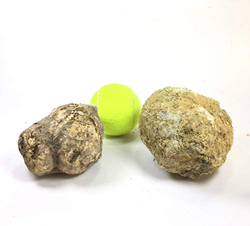 Two XL Whole Break Your Own Geodes Combo Pack - Mexican Trancas | Moroccan Quartz