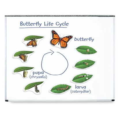 Learning Resources Giant Magnetic Butterfly Life Cycle - Write-and-Wipe Teaching Aids and STEM Decor, Butterfly Life Cycle Models, Dry Erase