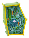 Eisco Labs Plant Cell Model; Free Standing 50 Million Times Enlarged; 10" X 6.5" X 4"