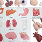 Curious Minds Busy Bags Montessori Human Organ Match - Miniature Body Parts with Cards to Match - Early Childhood Biology Learning Toy