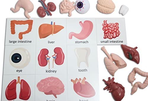 Curious Minds Busy Bags Montessori Human Organ Match - Miniature Body Parts with Cards to Match - Early Childhood Biology Learning Toy