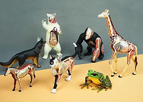 4D Vision Great White Shark Anatomy Model