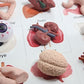 Curious Minds Busy Bags Montessori Human Organ Match - Miniature Body Parts with Cards to Match - Early Childhood Biology Learning Toy