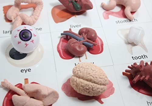 Curious Minds Busy Bags Montessori Human Organ Match - Miniature Body Parts with Cards to Match - Early Childhood Biology Learning Toy