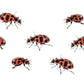 Insect Lore Ladybug Land | Ladybug Growing Kit Habitat | Redeem Voucher For Live Ladybug Larvae