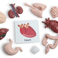 Curious Minds Busy Bags Montessori Human Organ Match - Miniature Body Parts with Cards to Match - Early Childhood Biology Learning Toy