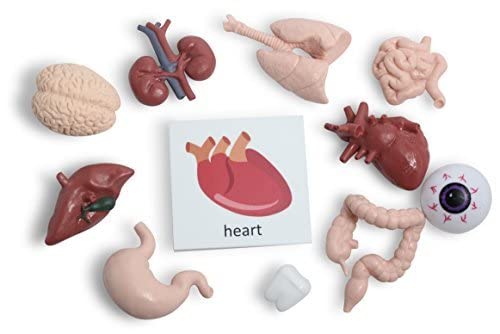Curious Minds Busy Bags Montessori Human Organ Match - Miniature Body Parts with Cards to Match - Early Childhood Biology Learning Toy