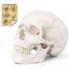 RONTEN Human Skull Anatomical Model with Line, Life Size, White/Off-White PVC Skull, 3-Part (Calvaria, Base, Mandible), Medical Education & Teaching