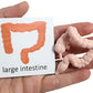 Curious Minds Busy Bags Montessori Human Organ Match - Miniature Body Parts with Cards to Match - Early Childhood Biology Learning Toy