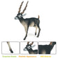 JOKFEICE Animal Figures Realistic Plastic Blackbuck Animal Action Model Science Project, Learning Educational Toys, Birthday Gift, Cake Topper