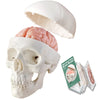 2026 New Human Skull Model,3 Part With 2-Part Human Brain;Half Life Size Skull with Brain;Human Head With Brain for Medical Teaching Learning, Art