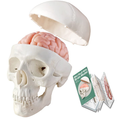 2026 New Human Skull Model,3 Part With 2-Part Human Brain;Half Life Size Skull with Brain;Human Head With Brain for Medical Teaching Learning, Art