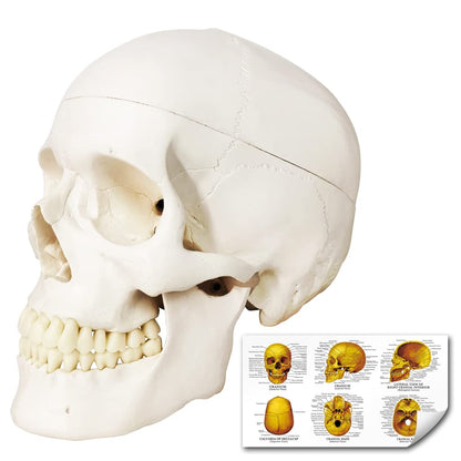 Merinden Skull Model, Human Skull Anatomy Model, Life Size 3-Part Plastic Skull Model with Removable Skull Cap and Articulated Mandible and Teeth