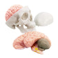 2026 New Human Skull Model,3 Part With 2-Part Human Brain;Half Life Size Skull with Brain;Human Head With Brain for Medical Teaching Learning, Art