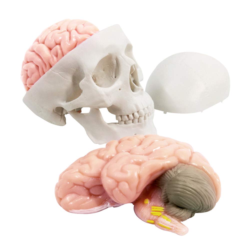2026 New Human Skull Model,3 Part With 2-Part Human Brain;Half Life Size Skull with Brain;Human Head With Brain for Medical Teaching Learning, Art