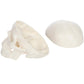 Axis Scientific 3.5" Miniature 3-Part Human Skull Model
