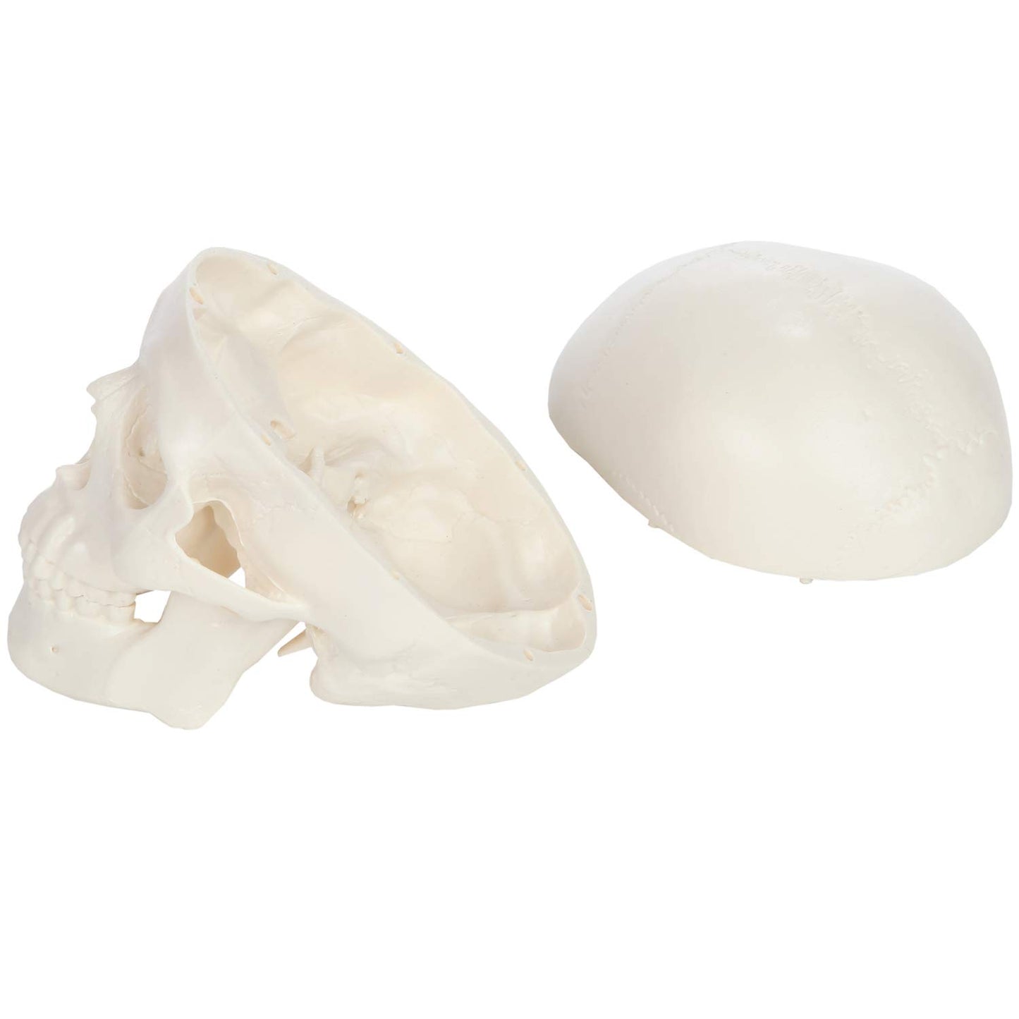 Axis Scientific 3.5" Miniature 3-Part Human Skull Model