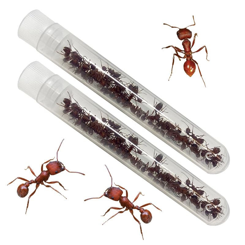 Insect Lore Ant Hill - Ant Habitat with Voucher to Redeem Live Western Harvester Ants - STEM Learning and Education Project for Classrooms or