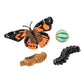 Insect Lore Bug Camp Bundle - Butterfly Kit with 5 Live Caterpillars, Ladybug Land with 1 Tube Live Larvae, Ant Mountain with 1 Tube Live Western