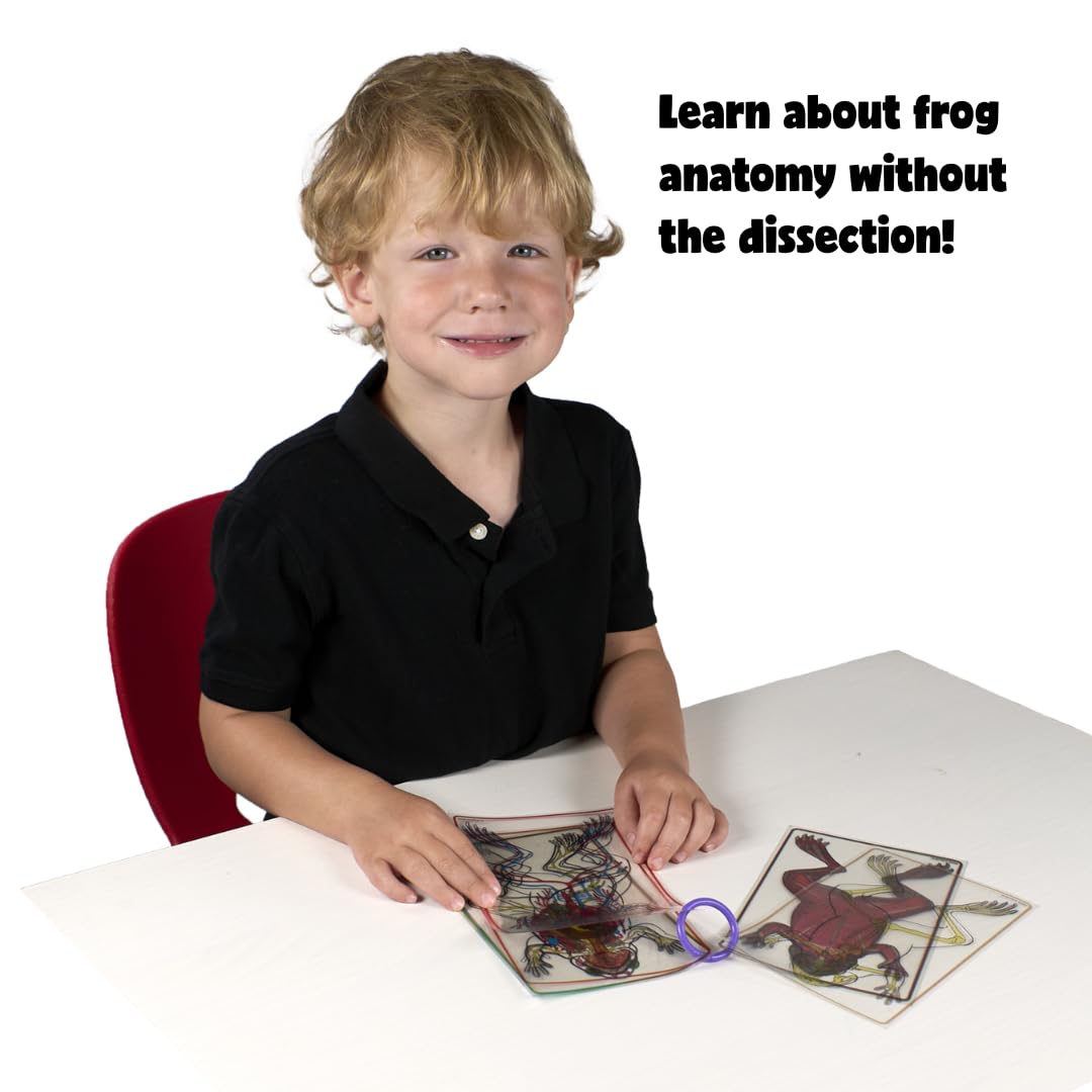 Roylco FrogXplore See-Through Frog Anatomy Kit | 8 Transparent Layers | No-Dissection Biology Kit for Kids Ages 5+ | STEM Science for Classroom