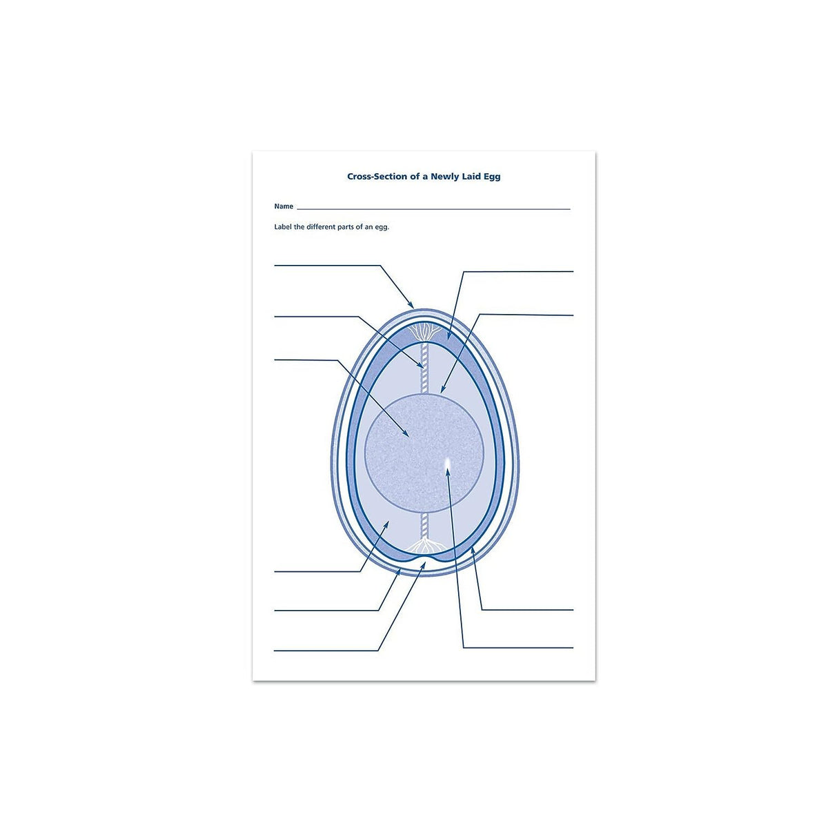 Learning Resources Chick Life Cycle Exploration Set