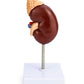 QWORK Life-Size Human Kidney Model, Educational Anatomy Replica Two-Part Structure Teaching Tool for Classroom and Biology Study