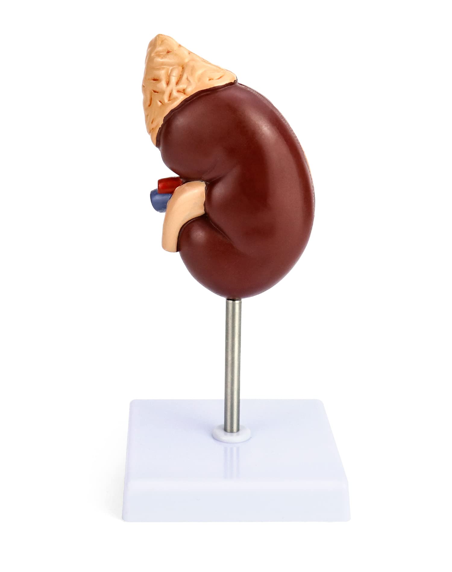 QWORK Life-Size Human Kidney Model, Educational Anatomy Replica Two-Part Structure Teaching Tool for Classroom and Biology Study