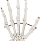 Axis Scientific Skeletal Hand, Right