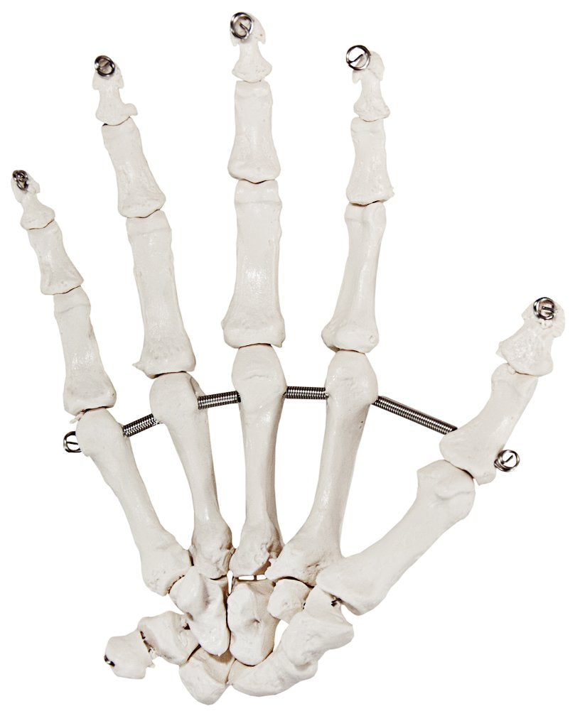 Axis Scientific Skeletal Hand, Right