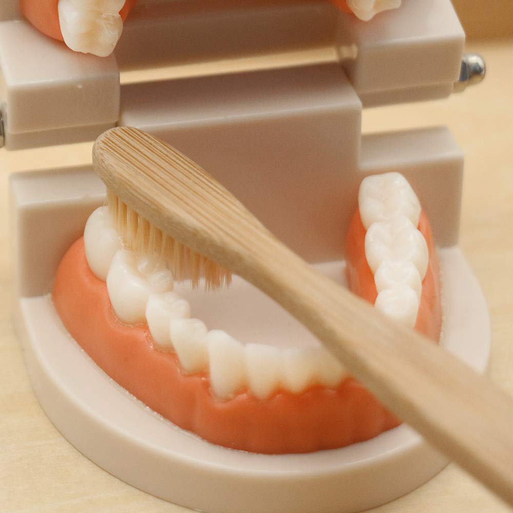 MEROCO Montessori Practical Life Teeth Model and Cards Teeth Brushing Toys