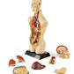 hand2mind 19 Inch Tabletop Human Torso Model, Anatomically Accurate Kit, 10 Removable Human Organs, Anatomy Model for Kids, Human Anatomy Torso Model