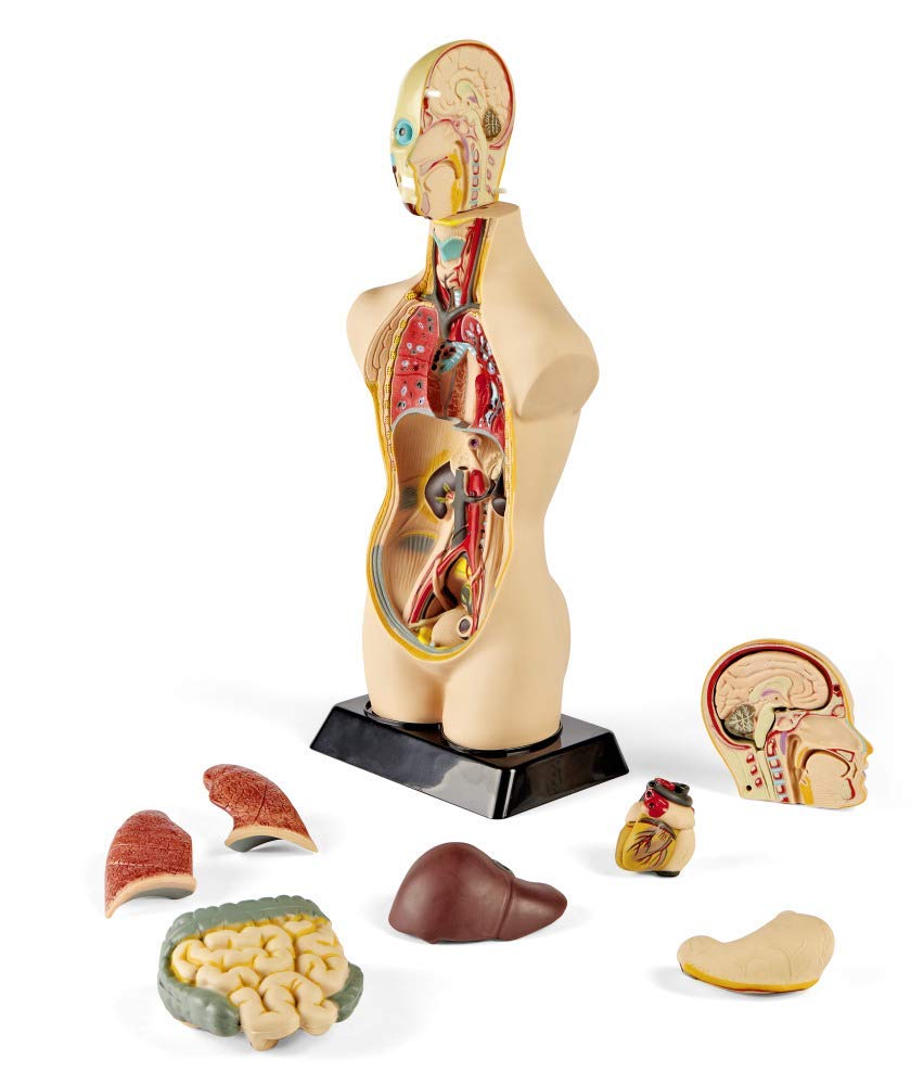 hand2mind 19 Inch Tabletop Human Torso Model, Anatomically Accurate Kit, 10 Removable Human Organs, Anatomy Model for Kids, Human Anatomy Torso Model