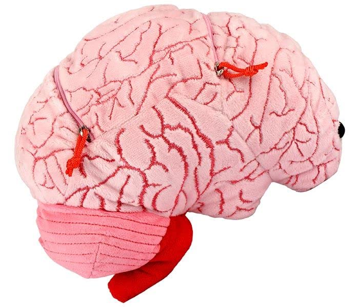 GIANT MICROBES Deluxe 9.5” Brain Plush - Includes Hidden Cells & Neurons